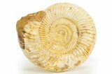 Polished Jurassic Ammonite (Kranosphinctes) - Madagascar #312364-1